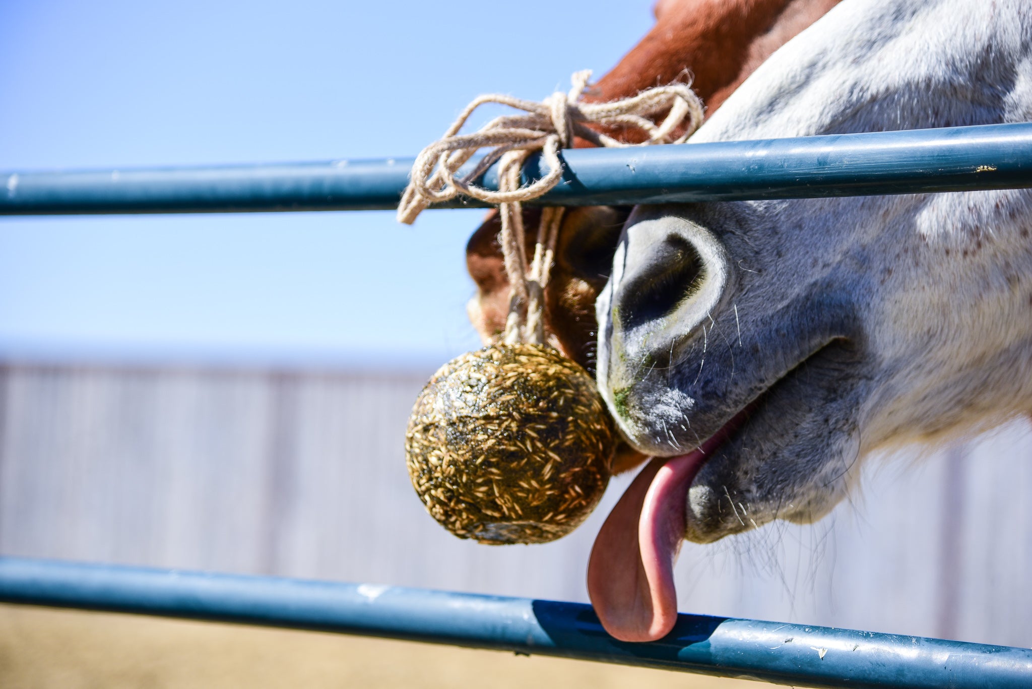 Horse Licking